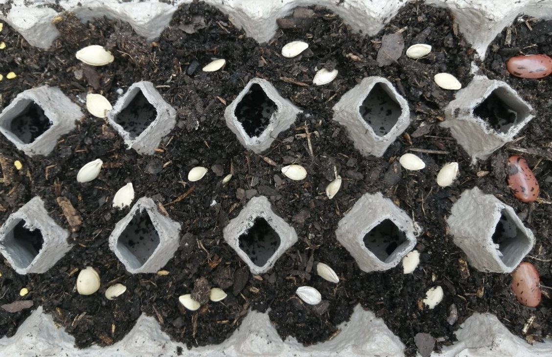 Use Egg Cartons to Germinate Seeds for Planting